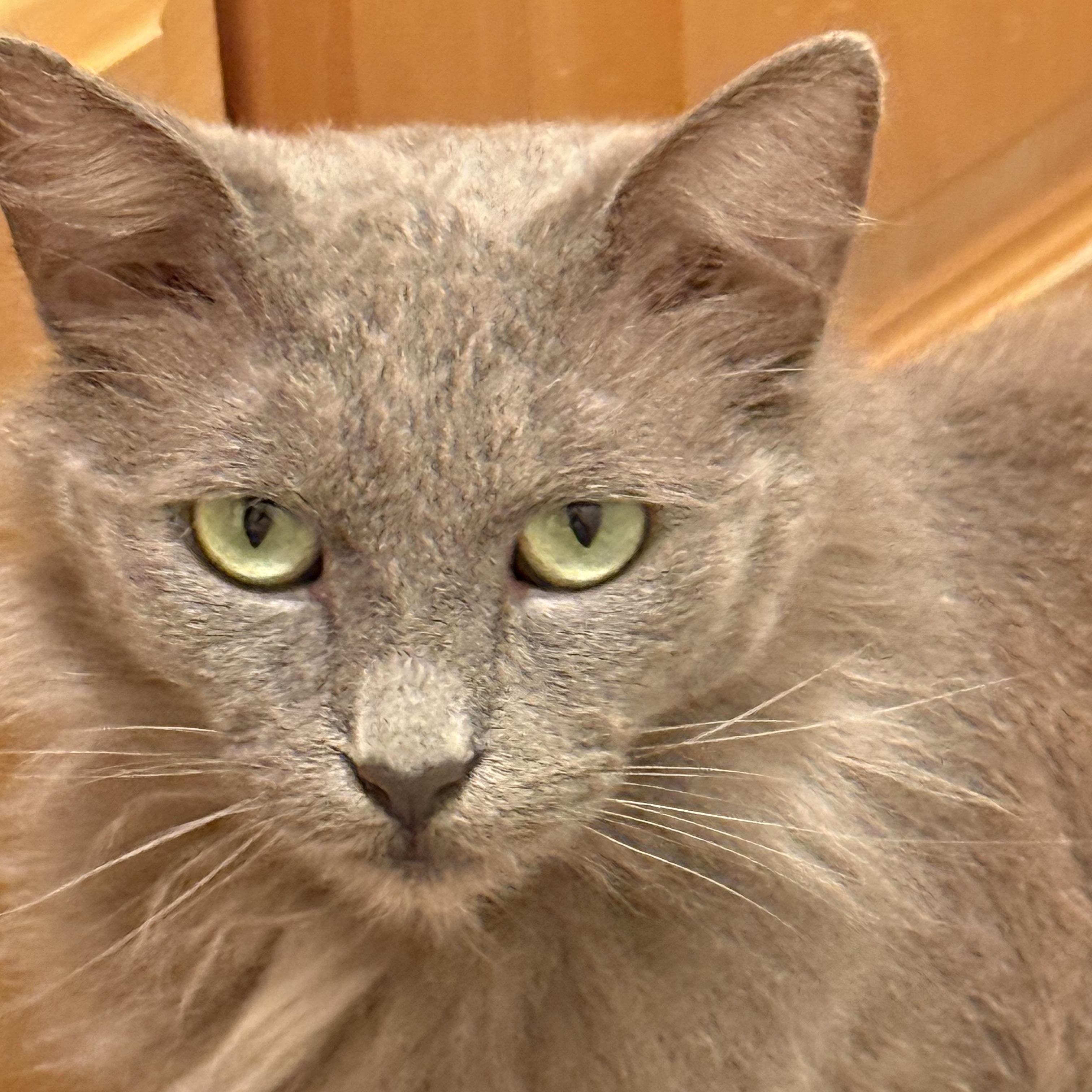 Luna (aka Granite), a Adoptable mixed breed in Stanford, CA image 1/5