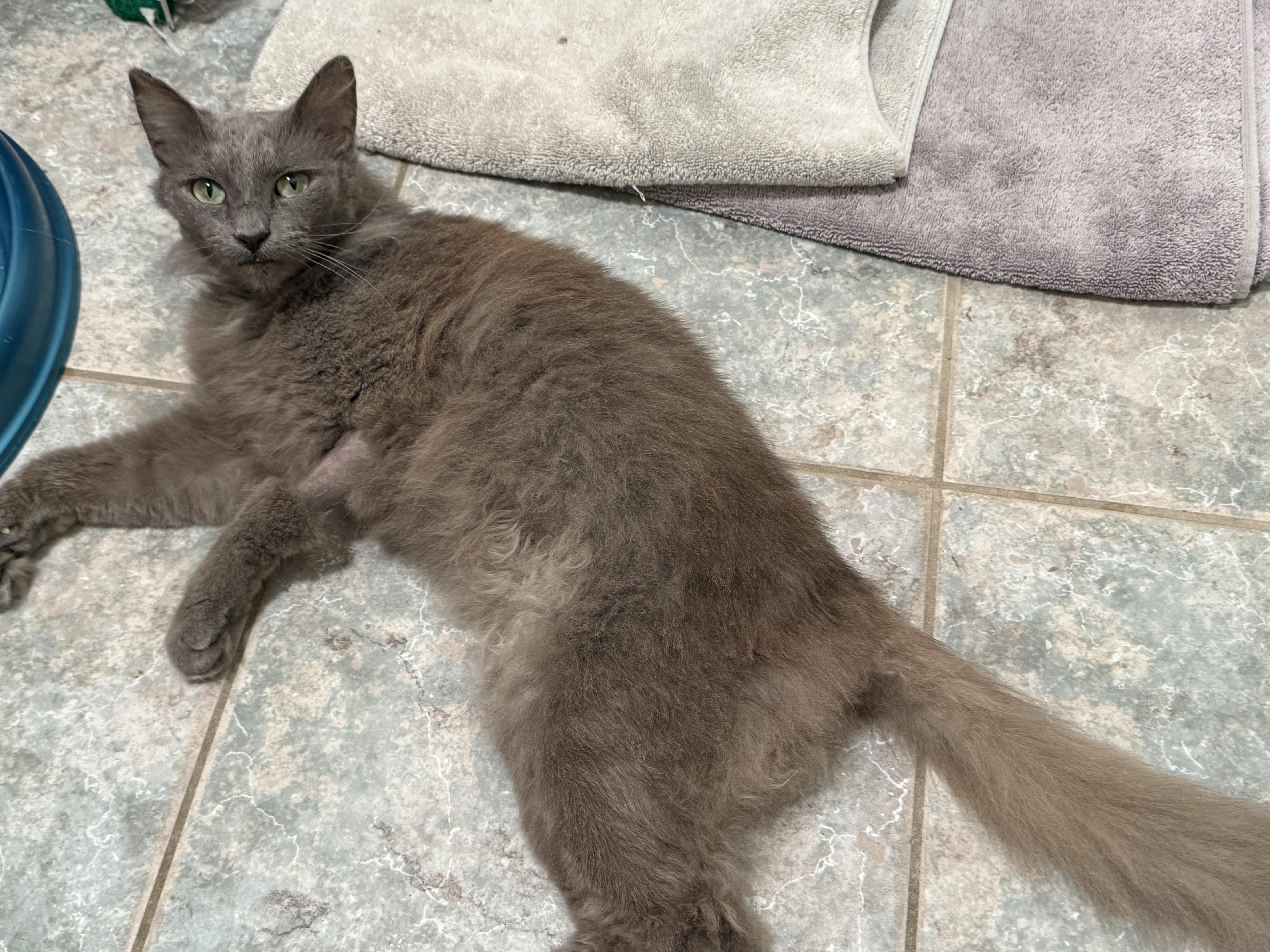 Luna (aka Granite), Adoptable, Adult Female Domestic Long Hair.