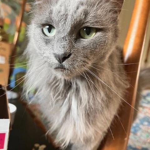 Luna (aka Granite), a Adoptable mixed breed in Stanford, CA image 3/5