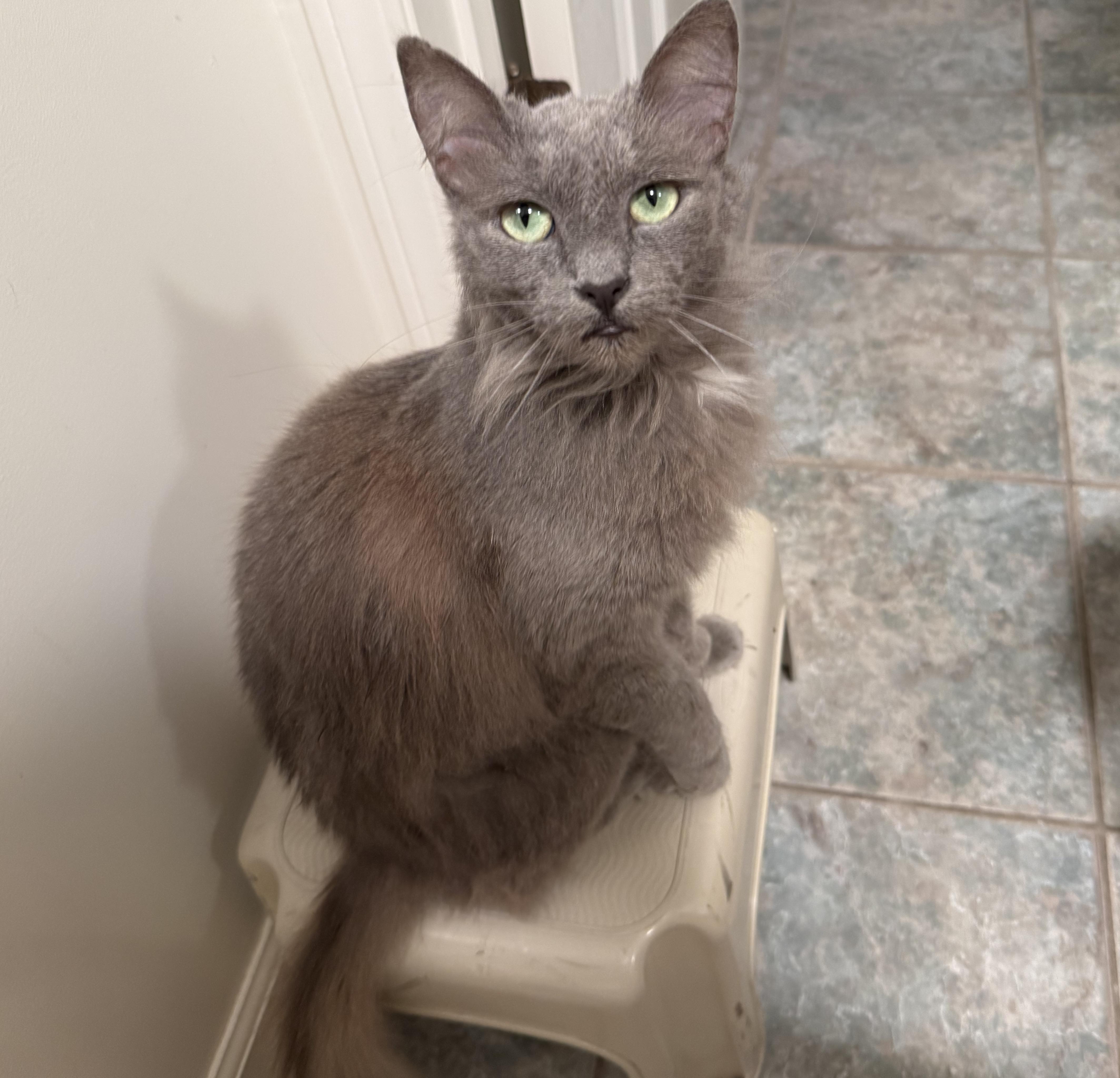Luna (aka Granite), Adoptable, Adult Female Domestic Long Hair.