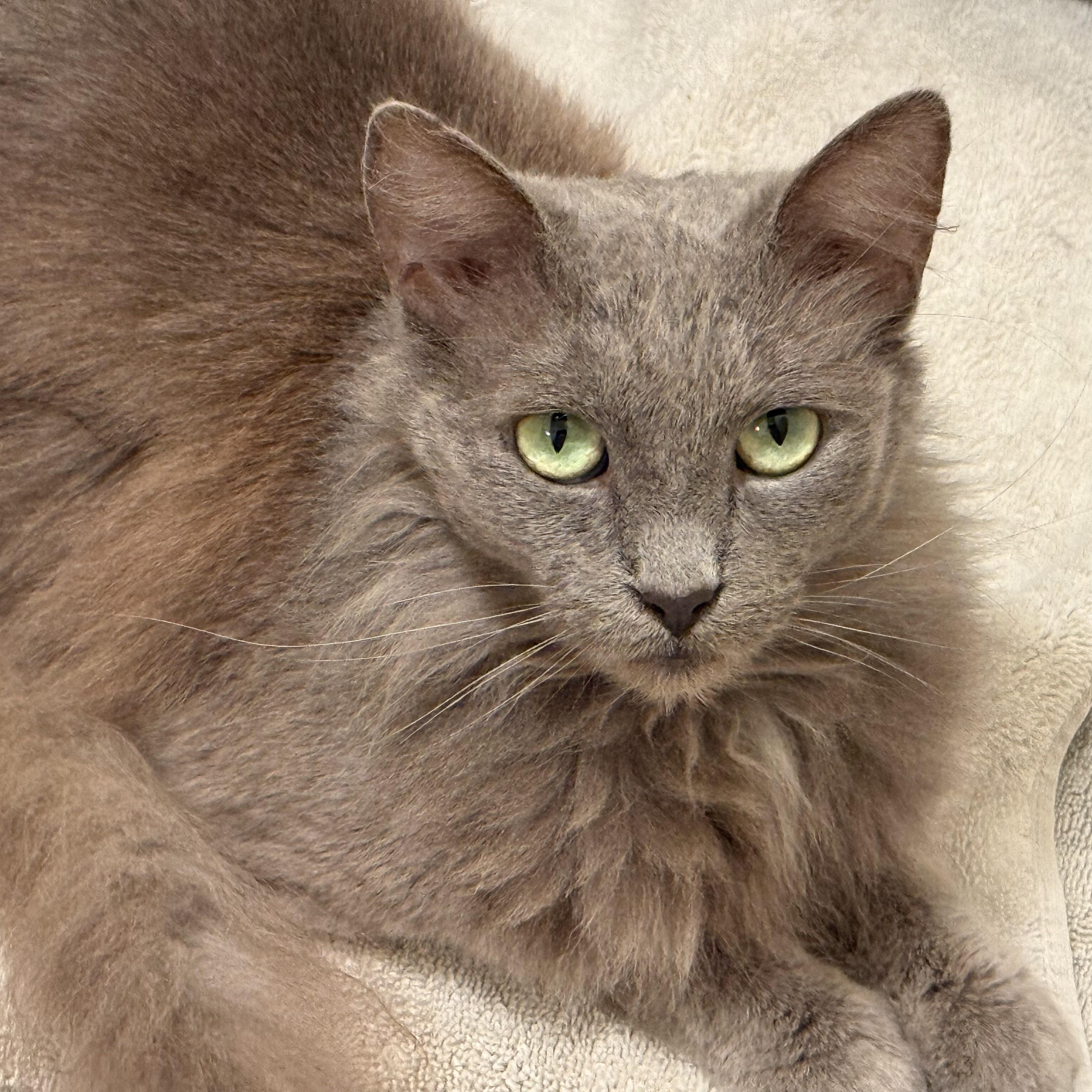 Luna (aka Granite), a Adoptable mixed breed in Stanford, CA image 5/5