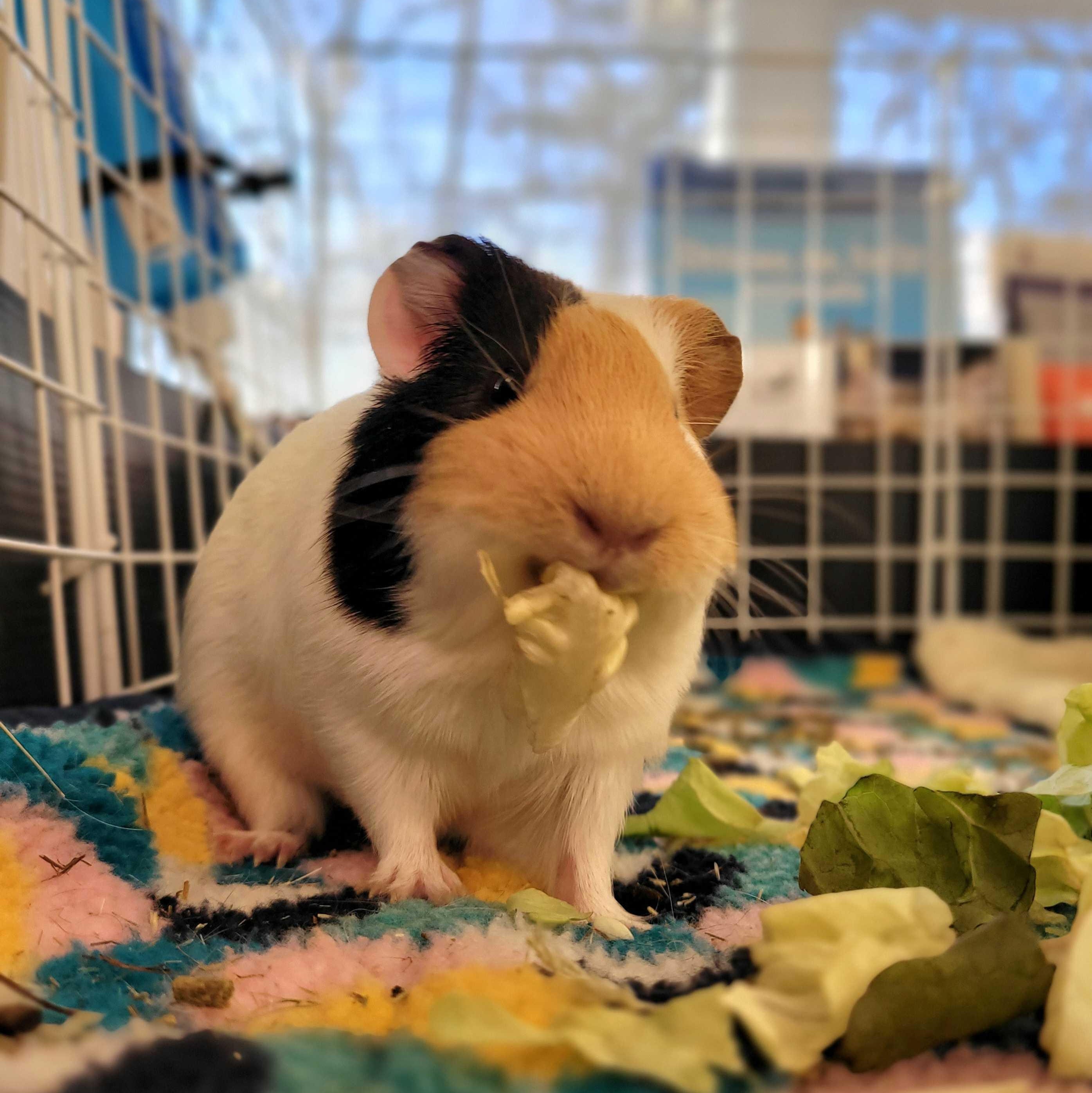 Enlarge Vanilla, a ADOPTABLE Guinea Pig in Nantucket, MA image 1/5
