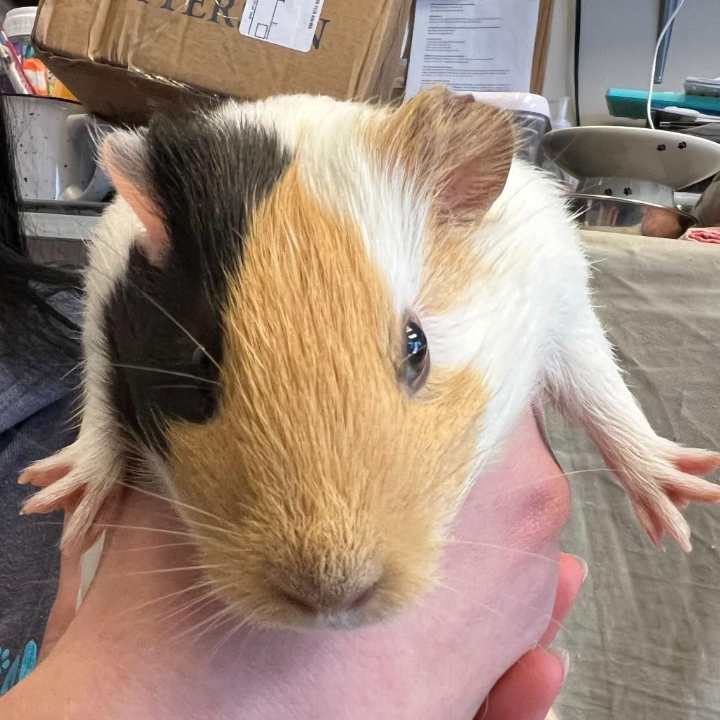 Vanilla, ADOPTABLE, Young Female Guinea Pig.