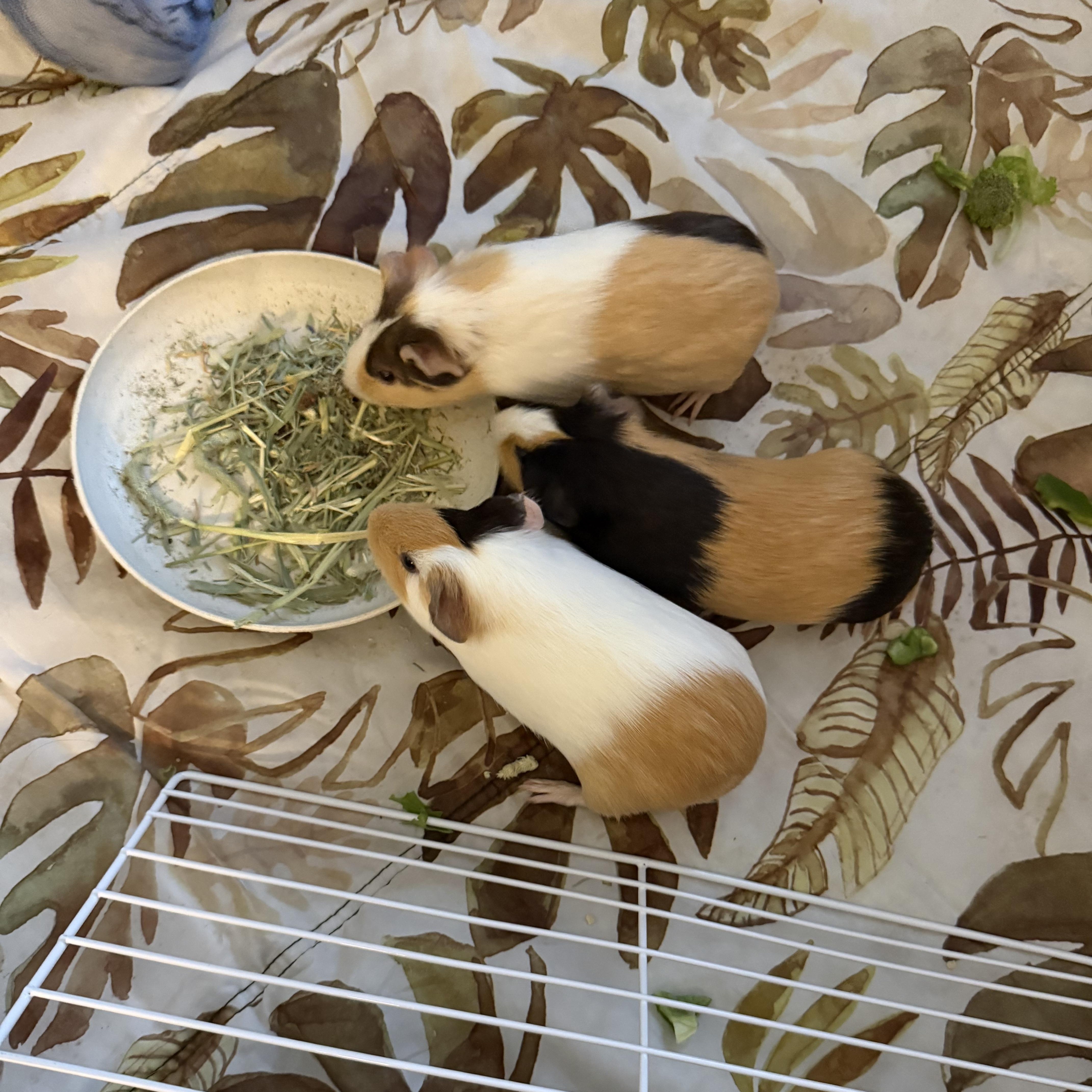 Enlarge Vanilla, a ADOPTABLE Guinea Pig in Nantucket, MA image 4/4