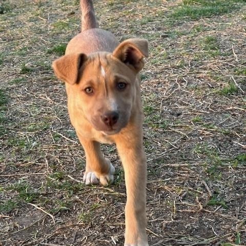 Enlarge Sassy, an adopted mixed breed in Philadelphia, PA image 1/5
