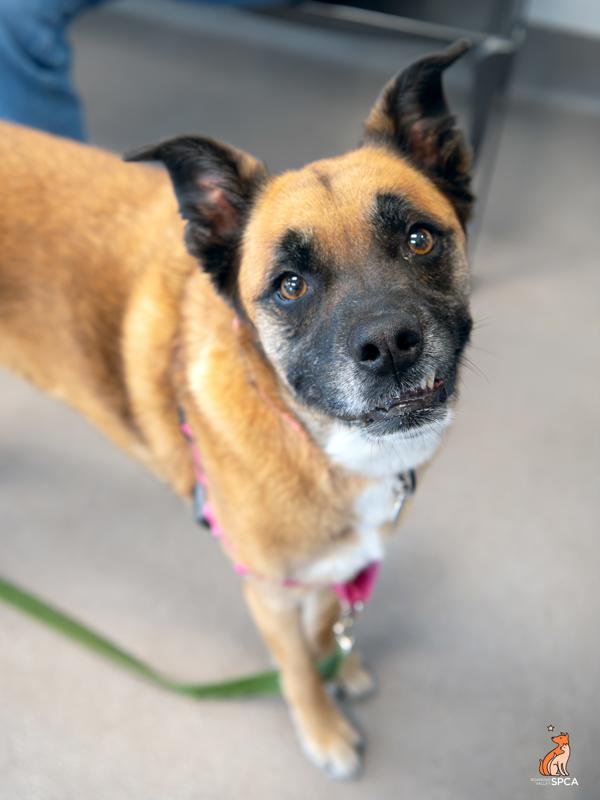 Enlarge Coco, a Adoptable mixed breed in Roanoke, VA image 1/1