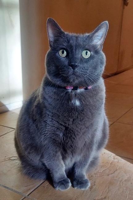 Yuumi, Adoptable, Adult Female Domestic Short Hair.