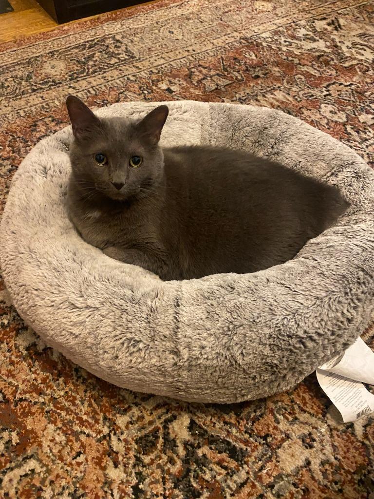 Yuumi, Adoptable, Adult Female Domestic Short Hair.