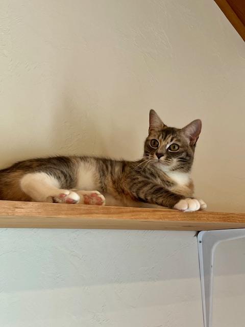 Trisket, an adoptable Torbie in Spencer, MA_image-1