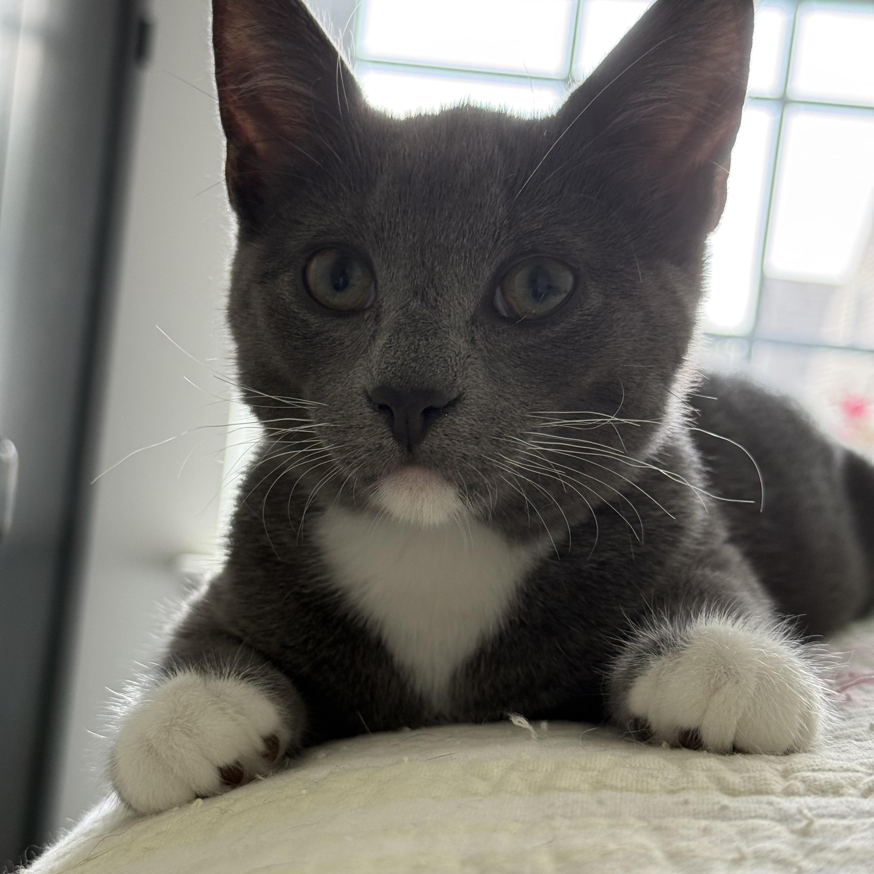 Moonstone, a ADOPTABLE Domestic Short Hair in Smyrna, DE image 5/5