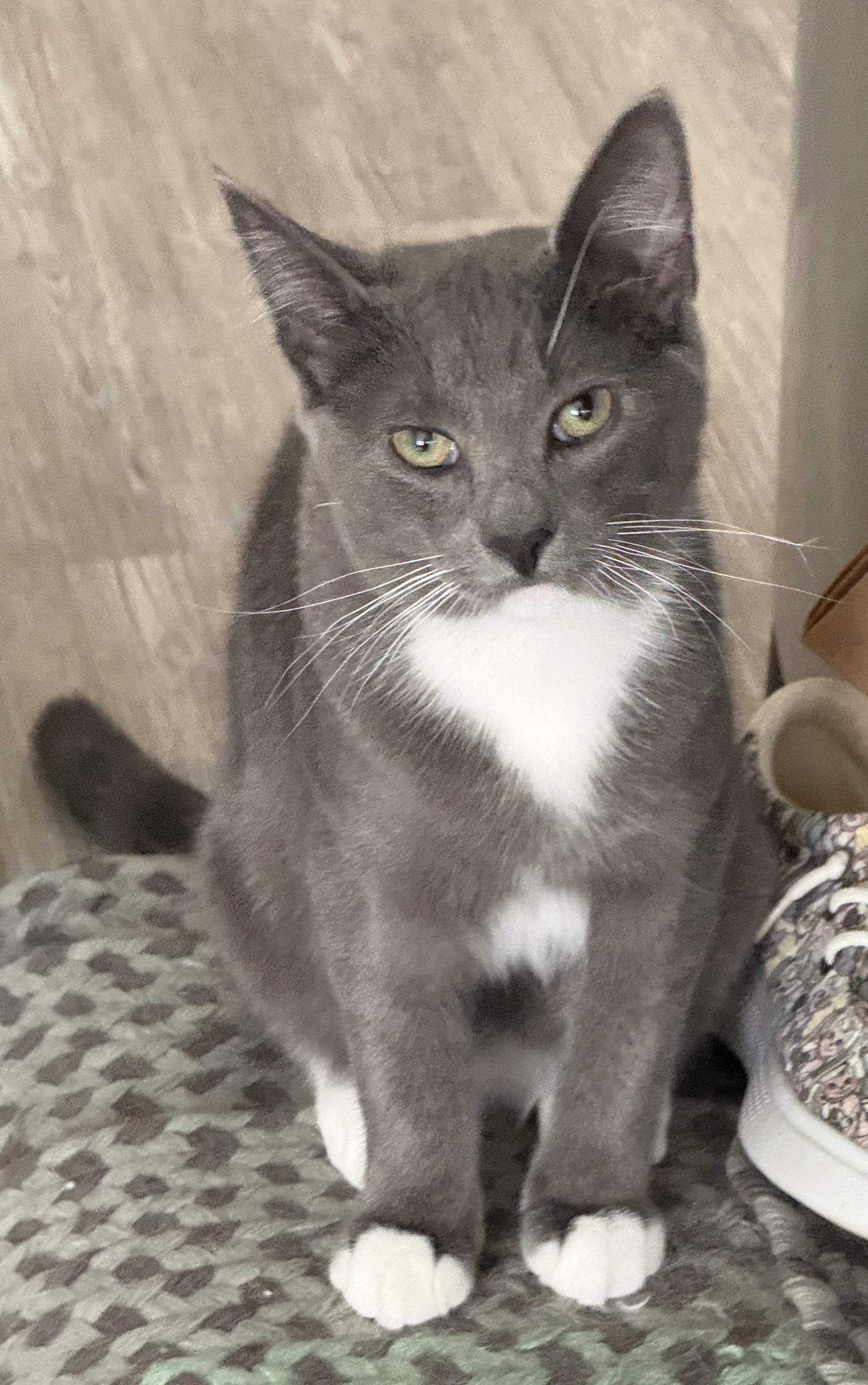 Moonstone, a ADOPTABLE Domestic Short Hair in Smyrna, DE image 4/5