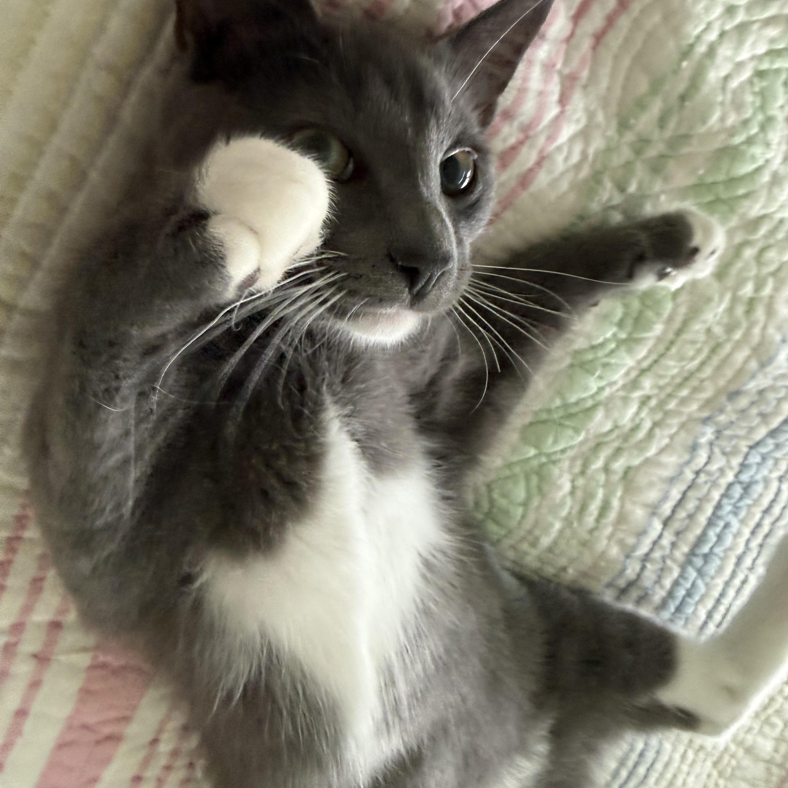 Moonstone, ADOPTABLE, Kitten Female Domestic Short Hair.