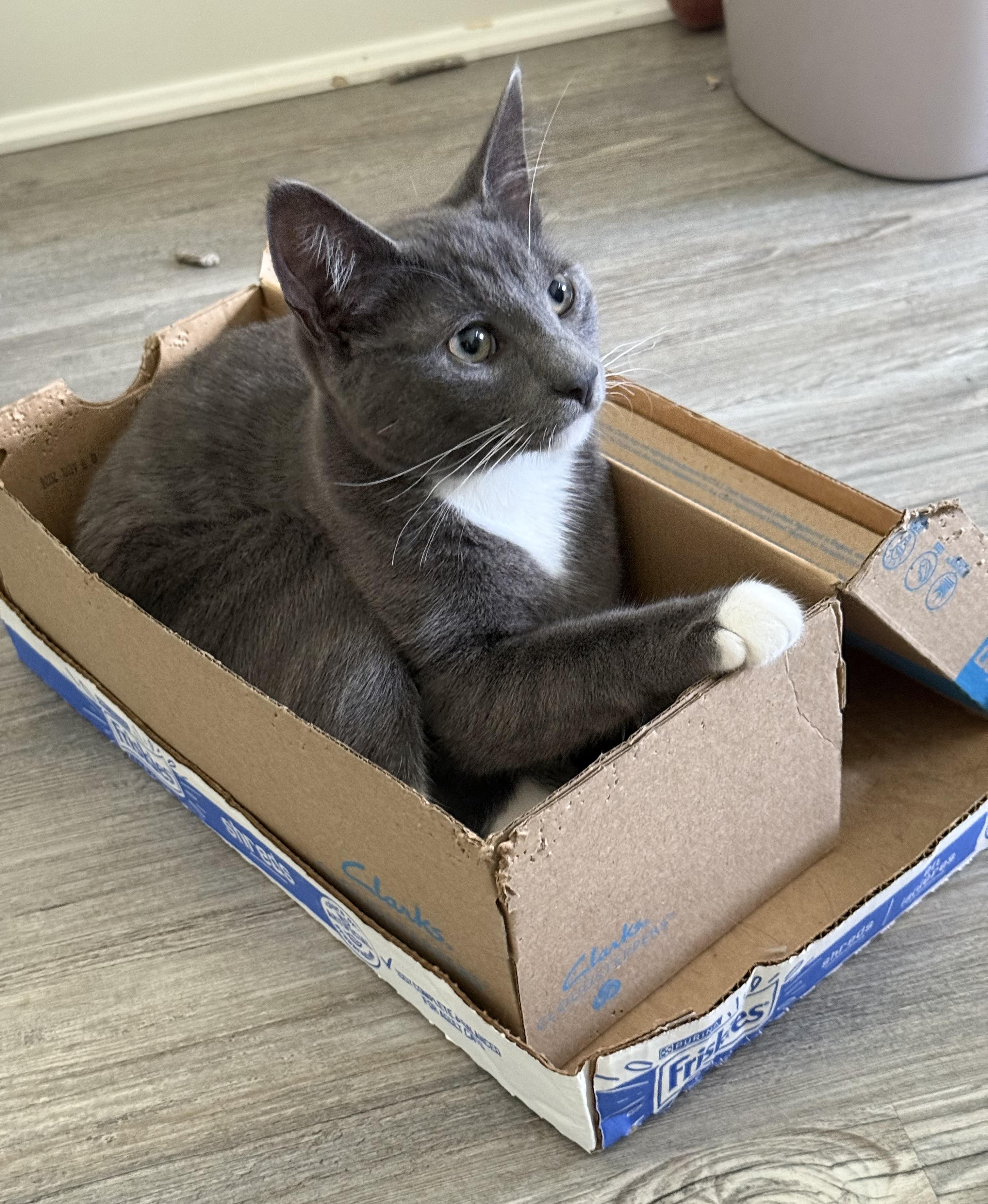 Moonstone, a ADOPTABLE Domestic Short Hair in Smyrna, DE image 2/5
