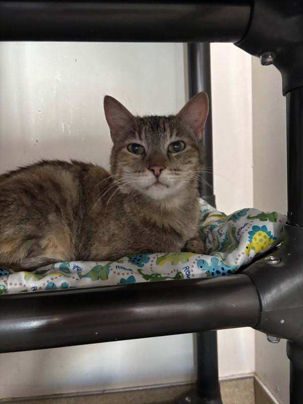 Mitzi, Adoptable, Adult Female Domestic Short Hair.
