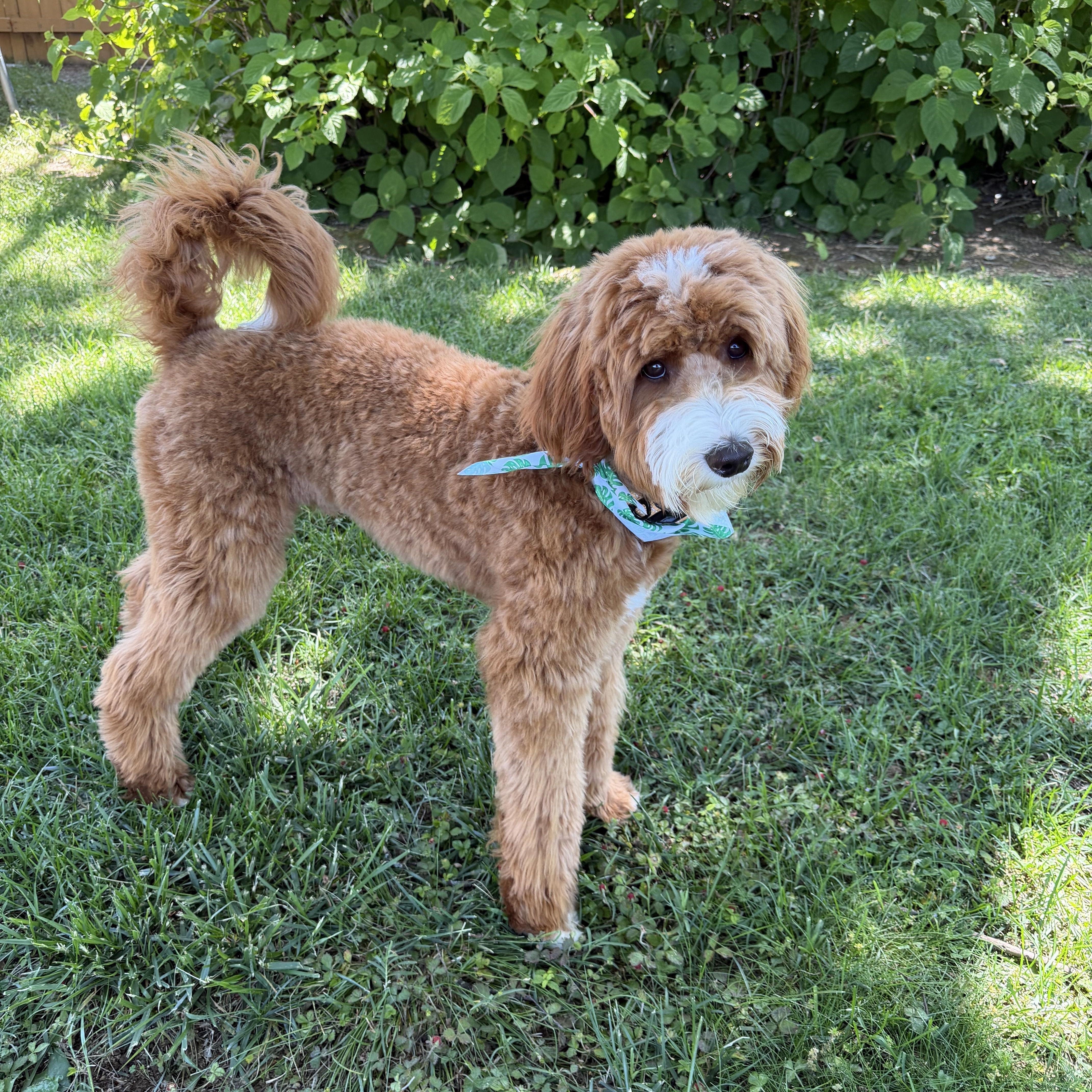 Jackson Doodle-Let's PLAY, an adopted mixed breed in Franklin, TN image 1/3