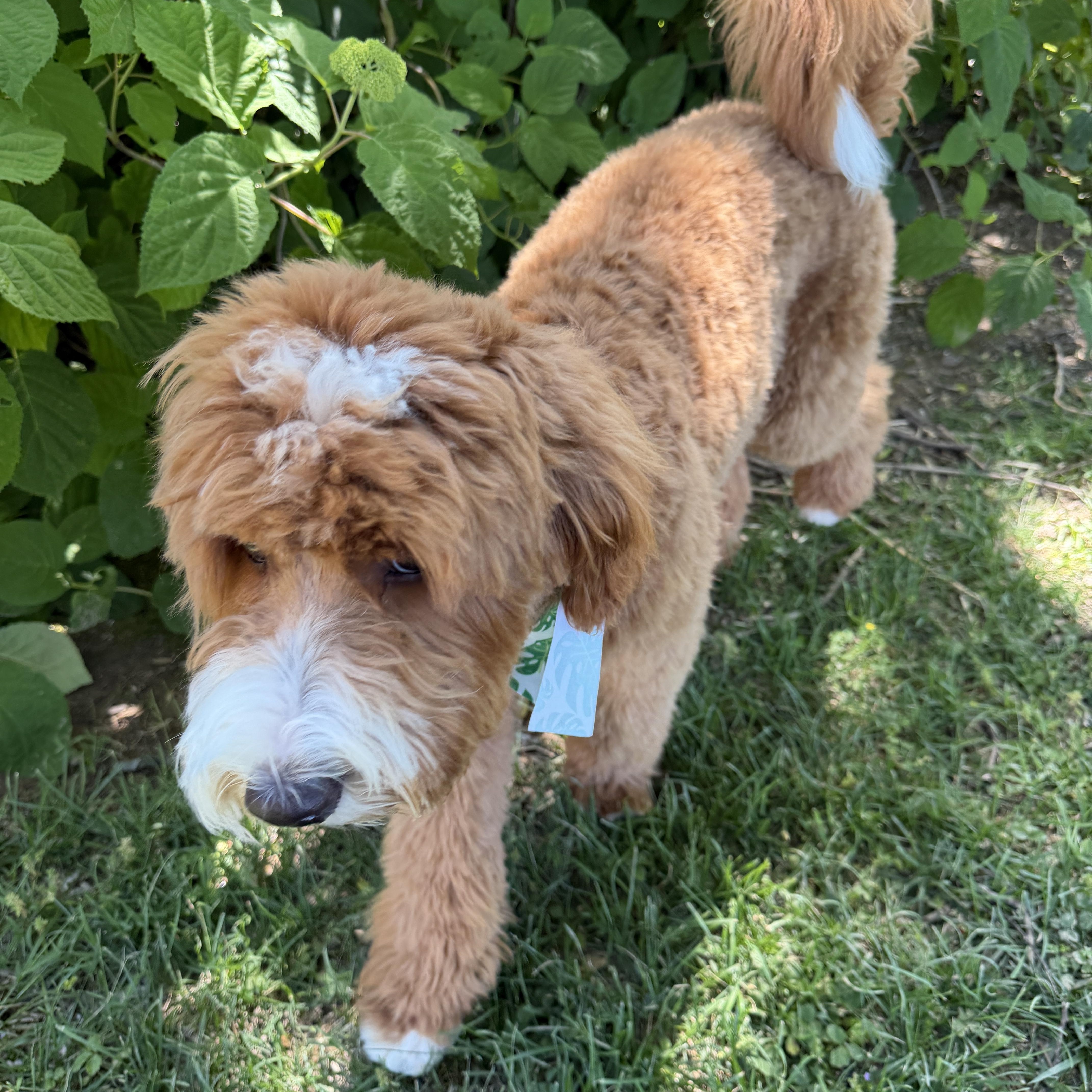 Jackson Doodle-Let's PLAY, an adopted mixed breed in Franklin, TN image 2/3