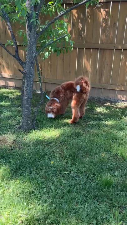 Enlarge Jackson Doodle-Let's PLAY, an adopted mixed breed in Franklin, TN video 3/3