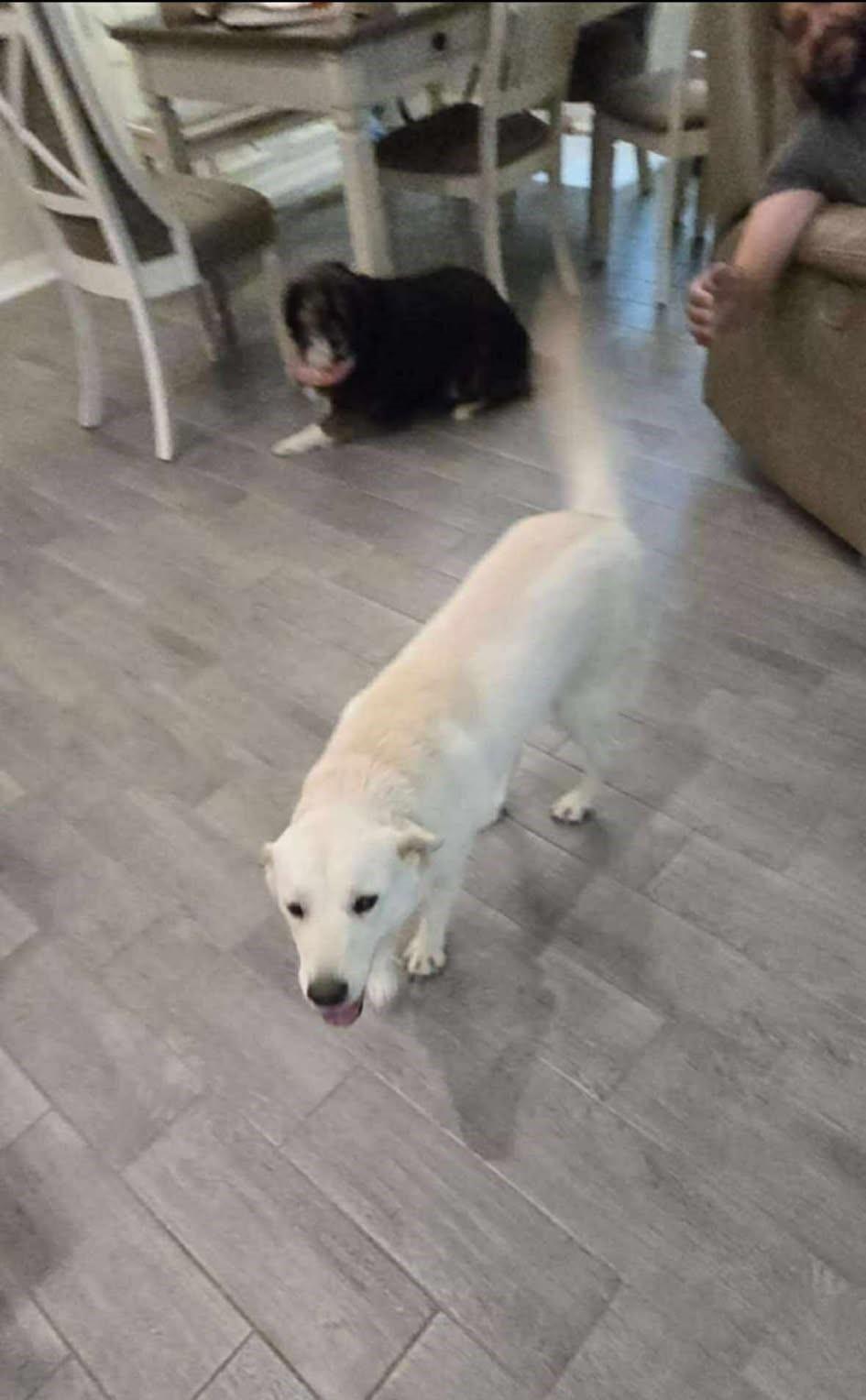 Ariel, Adopted, Young Female Golden Retriever.