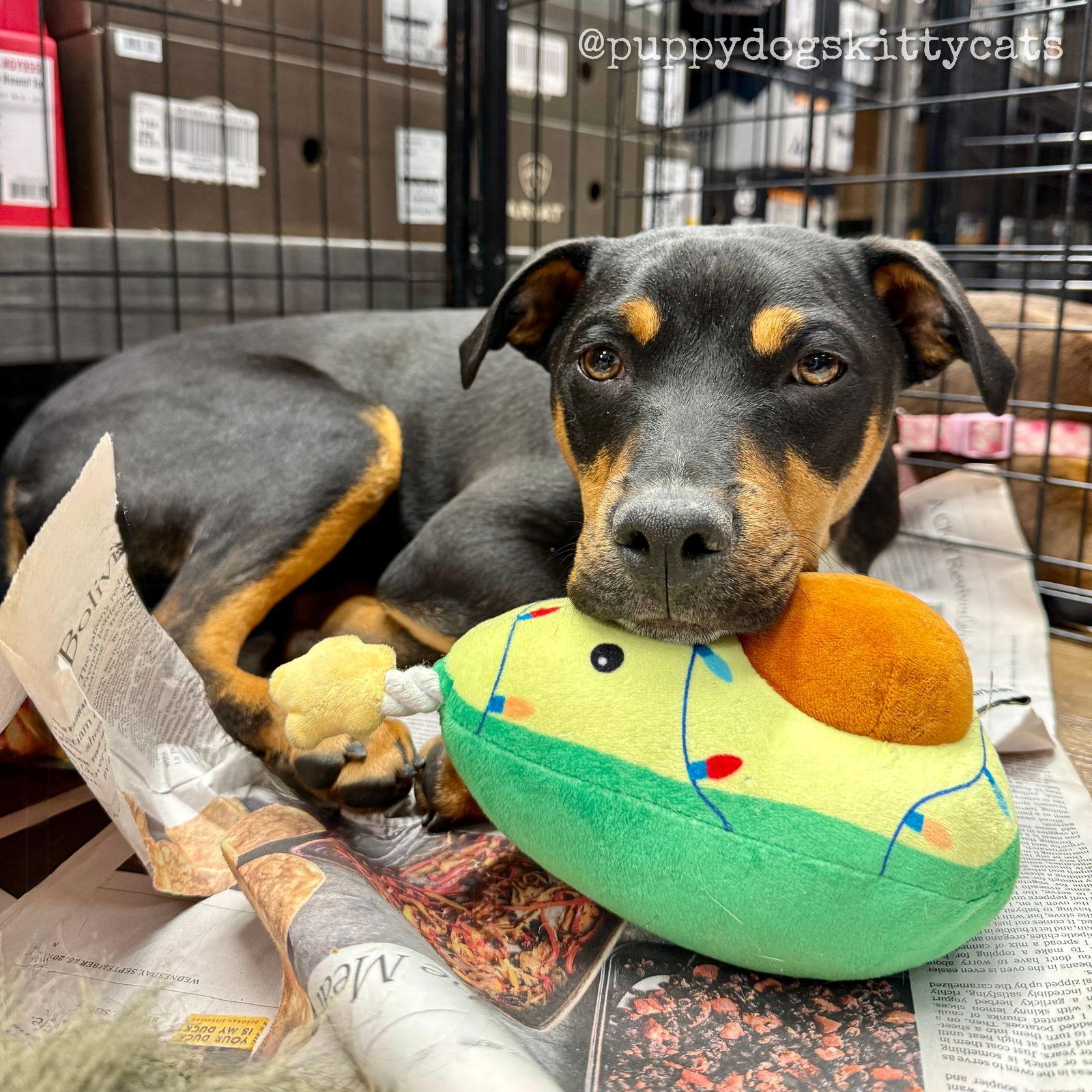 Sam, Adoptable, Young Male Labrador Retriever & American Bulldog.