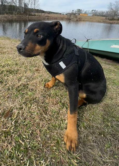 Sam, Adoptable, Young Male Labrador Retriever & American Bulldog.