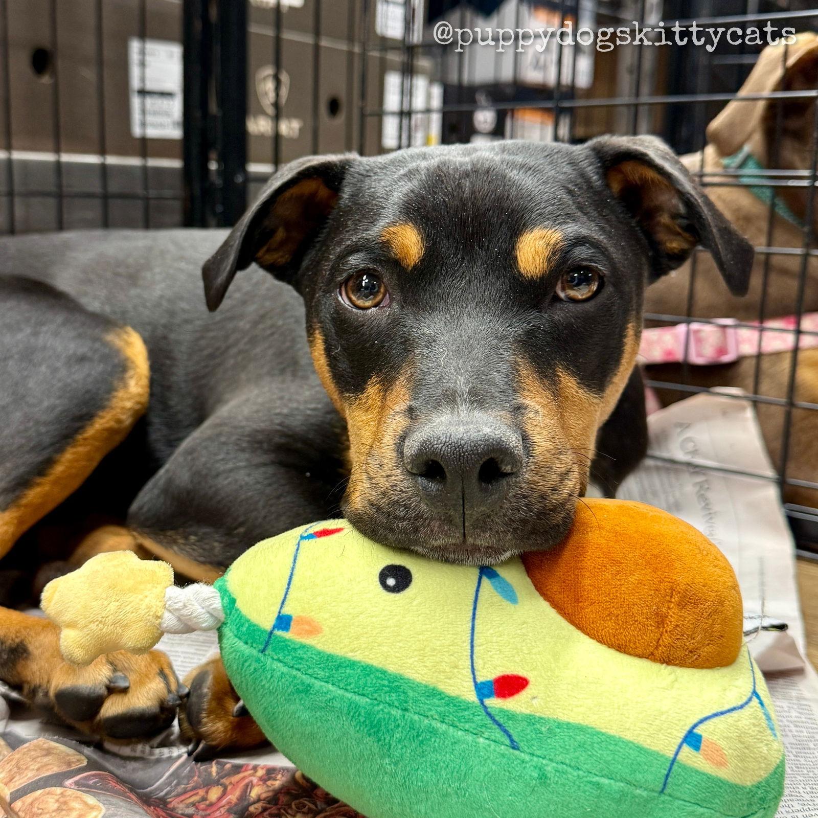 Enlarge Sam, a Adoptable mixed breed in Tarrytown, GA image 2/3