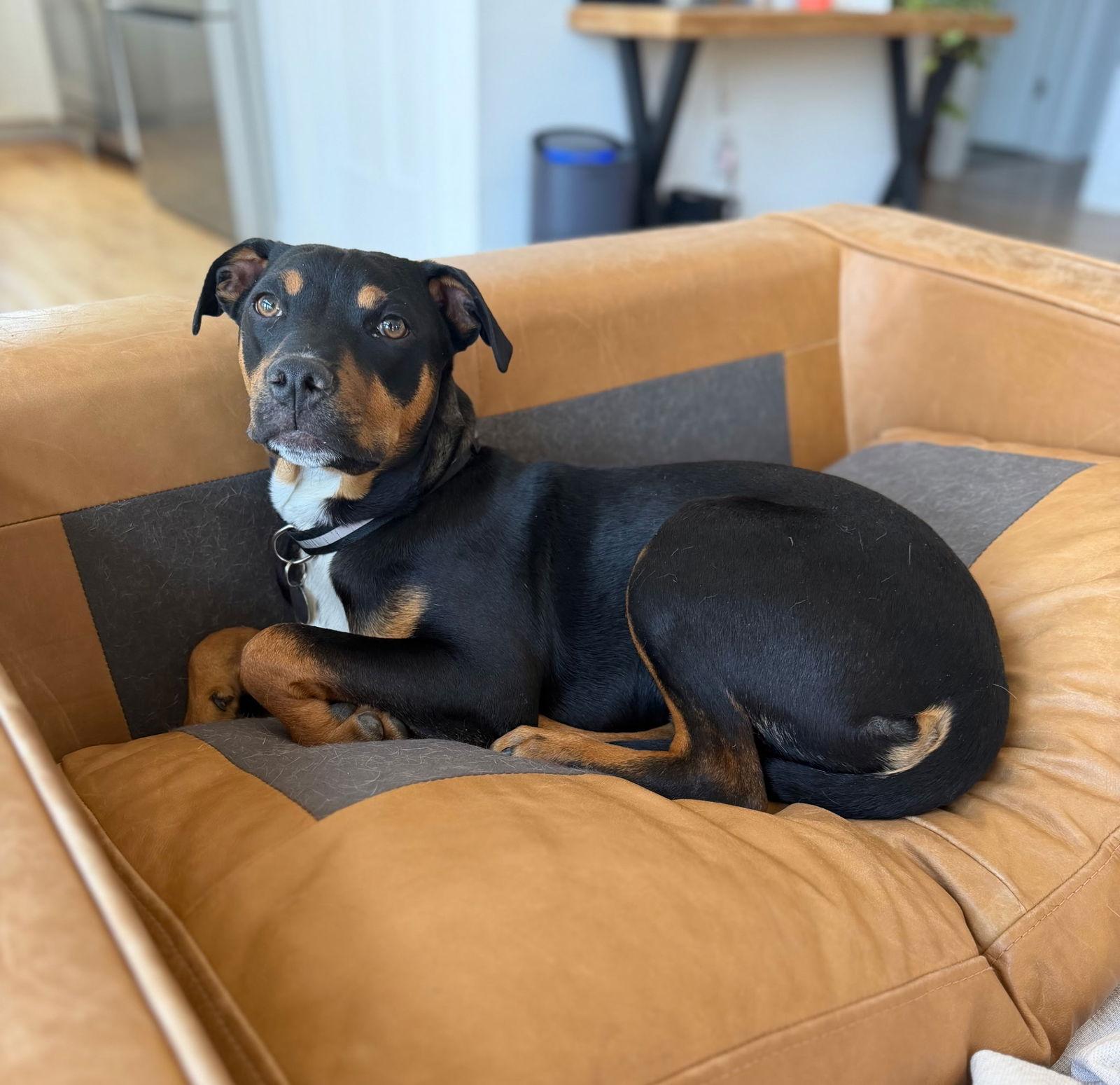 Enlarge Sam, a Adoptable mixed breed in Tarrytown, GA image 3/3