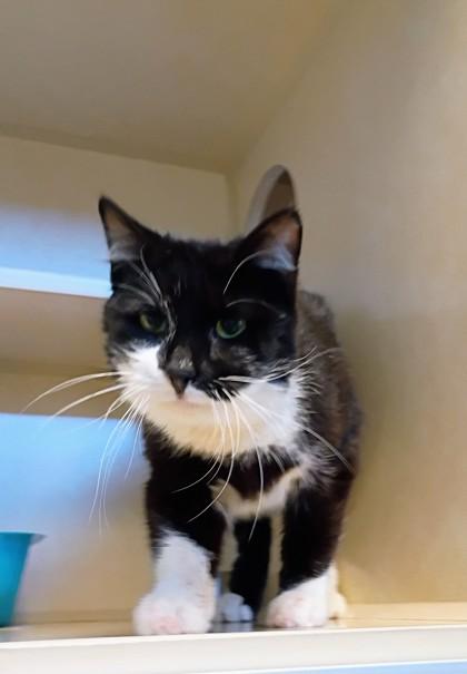 Enlarge Tuck, a Adoptable mixed breed in Beatrice, NE image 1/1