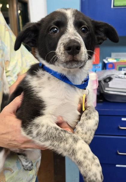Enlarge Jolene, a Adoptable Mixed Breed in Stanwood, WA image 1/1
