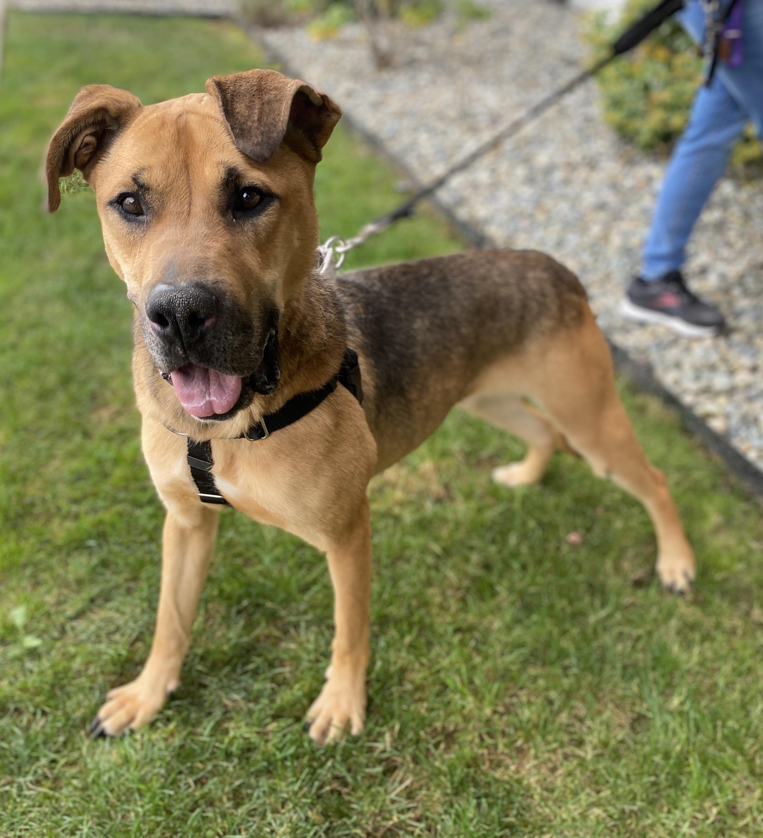 Essie, ADOPTABLE, Adult Female Shepherd & Labrador Retriever.