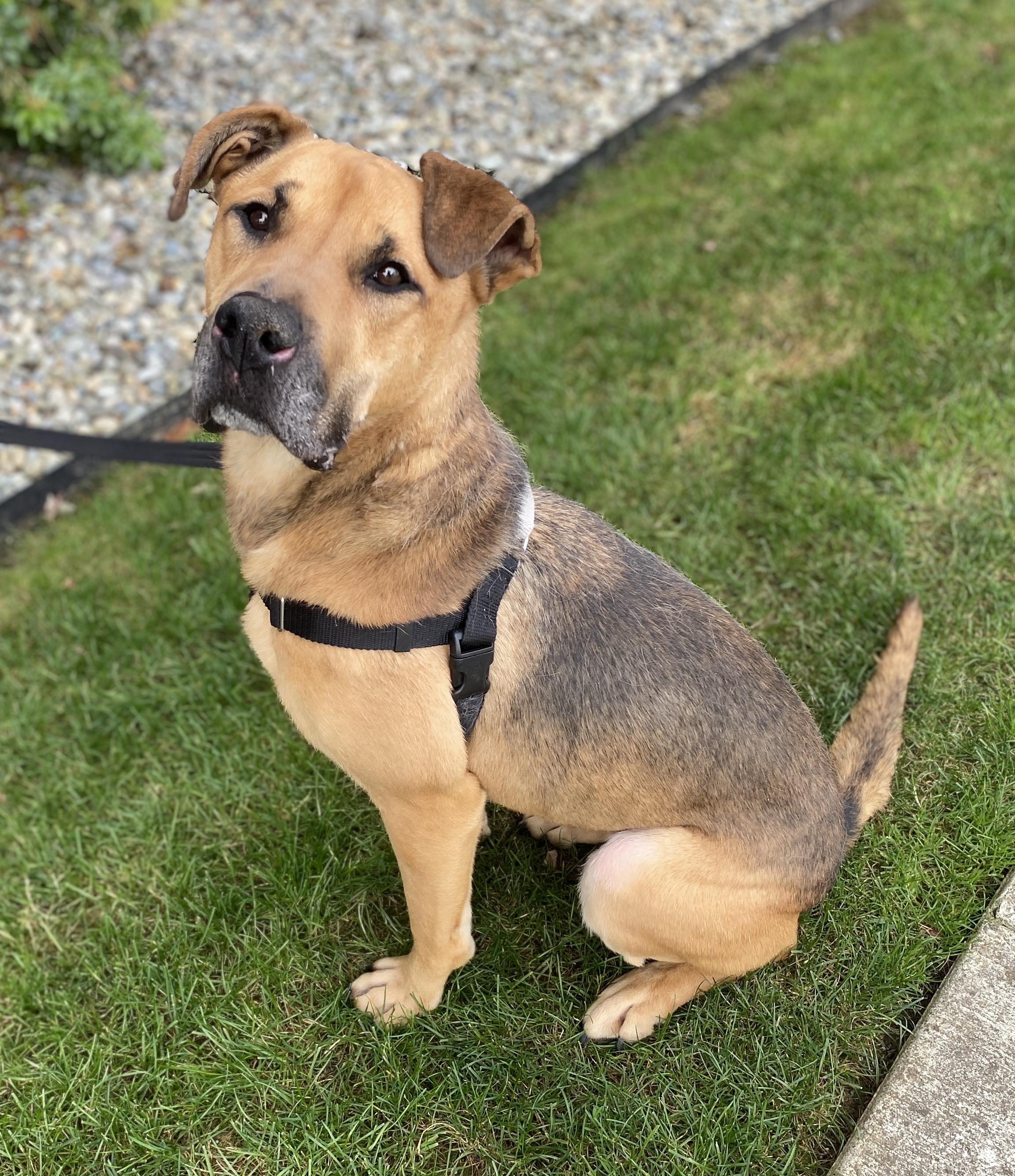 Enlarge Essie, a ADOPTABLE mixed breed in lynnwood , WA image 2/6