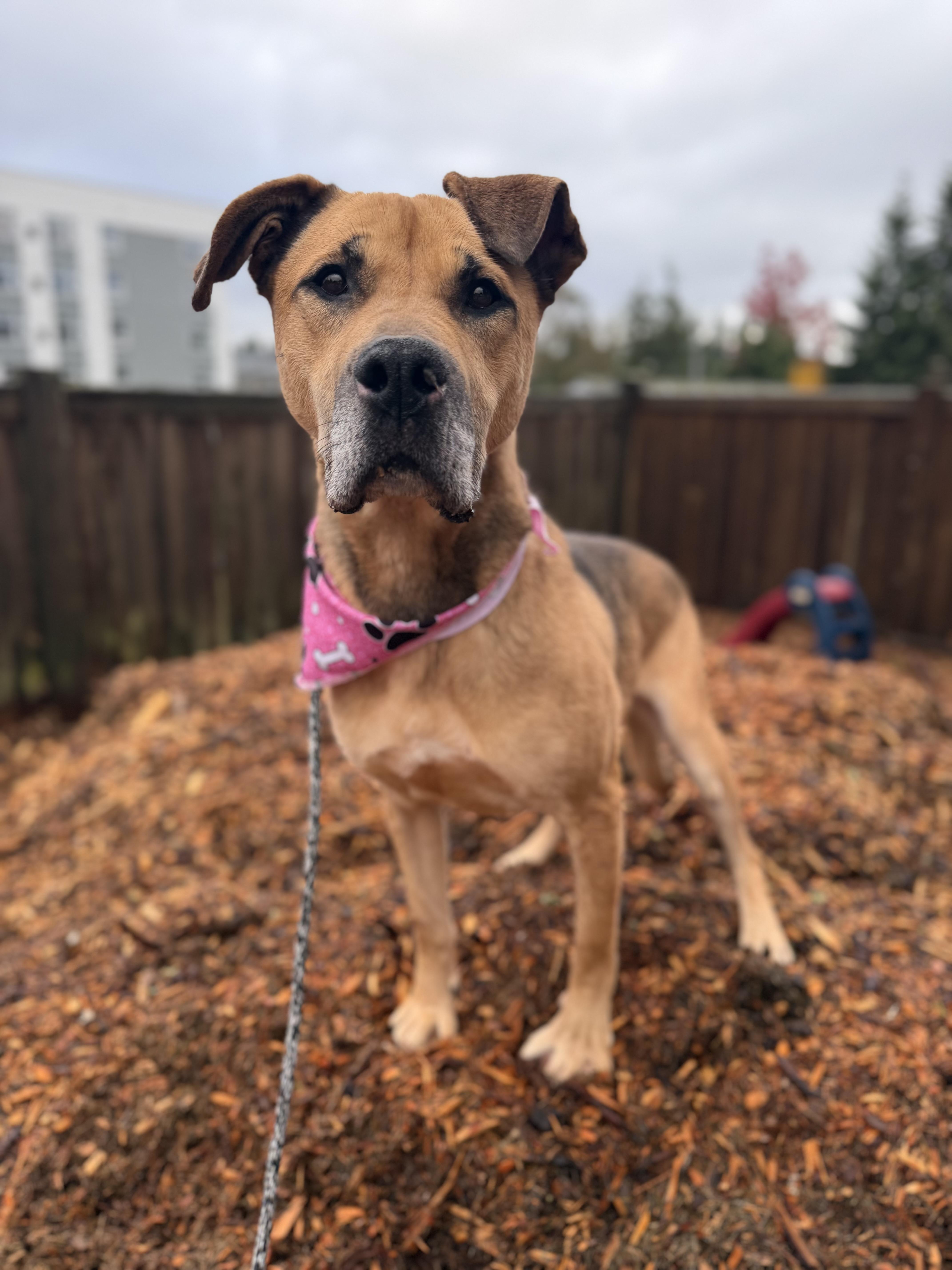 Enlarge Essie, a ADOPTABLE mixed breed in lynnwood , WA image 3/6