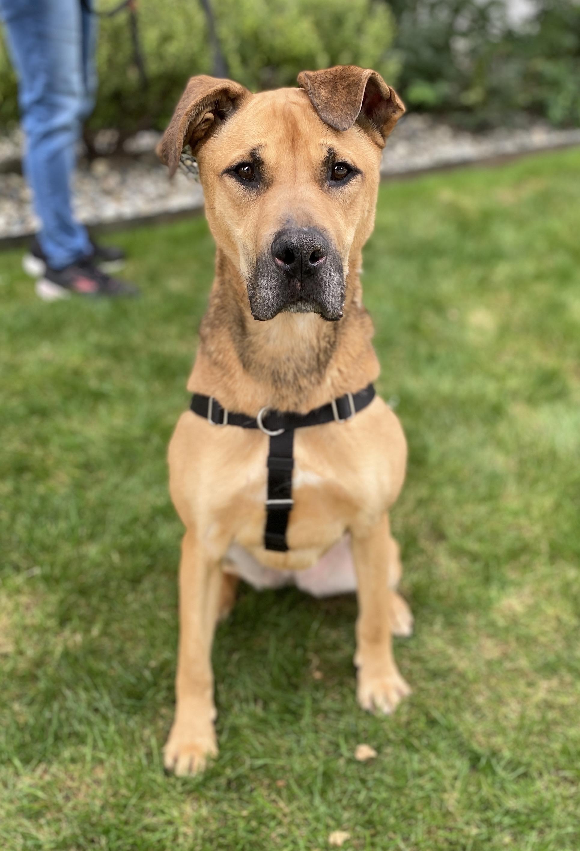Enlarge Essie, a ADOPTABLE mixed breed in lynnwood , WA image 4/6