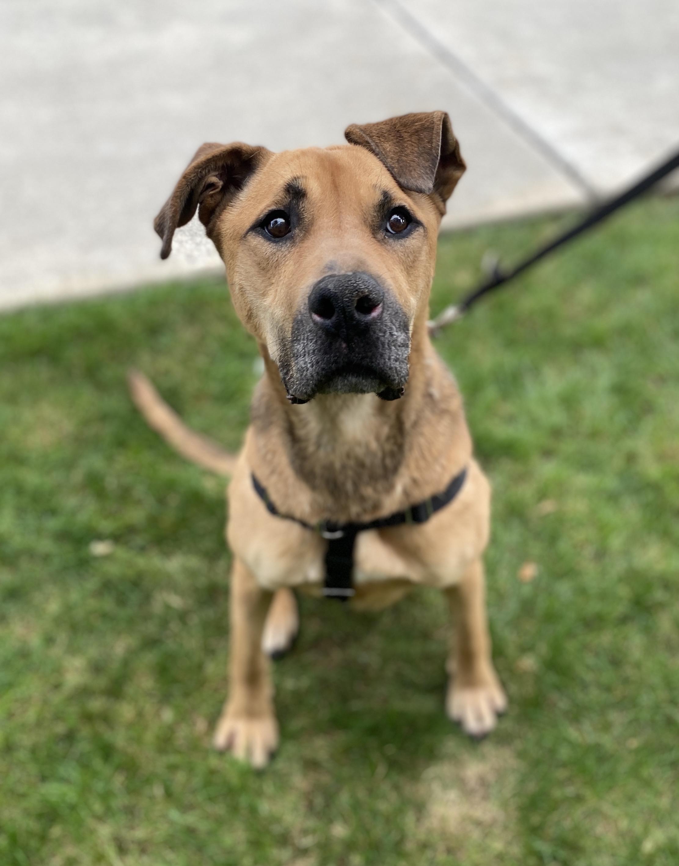 Enlarge Essie, a ADOPTABLE mixed breed in lynnwood , WA image 5/6