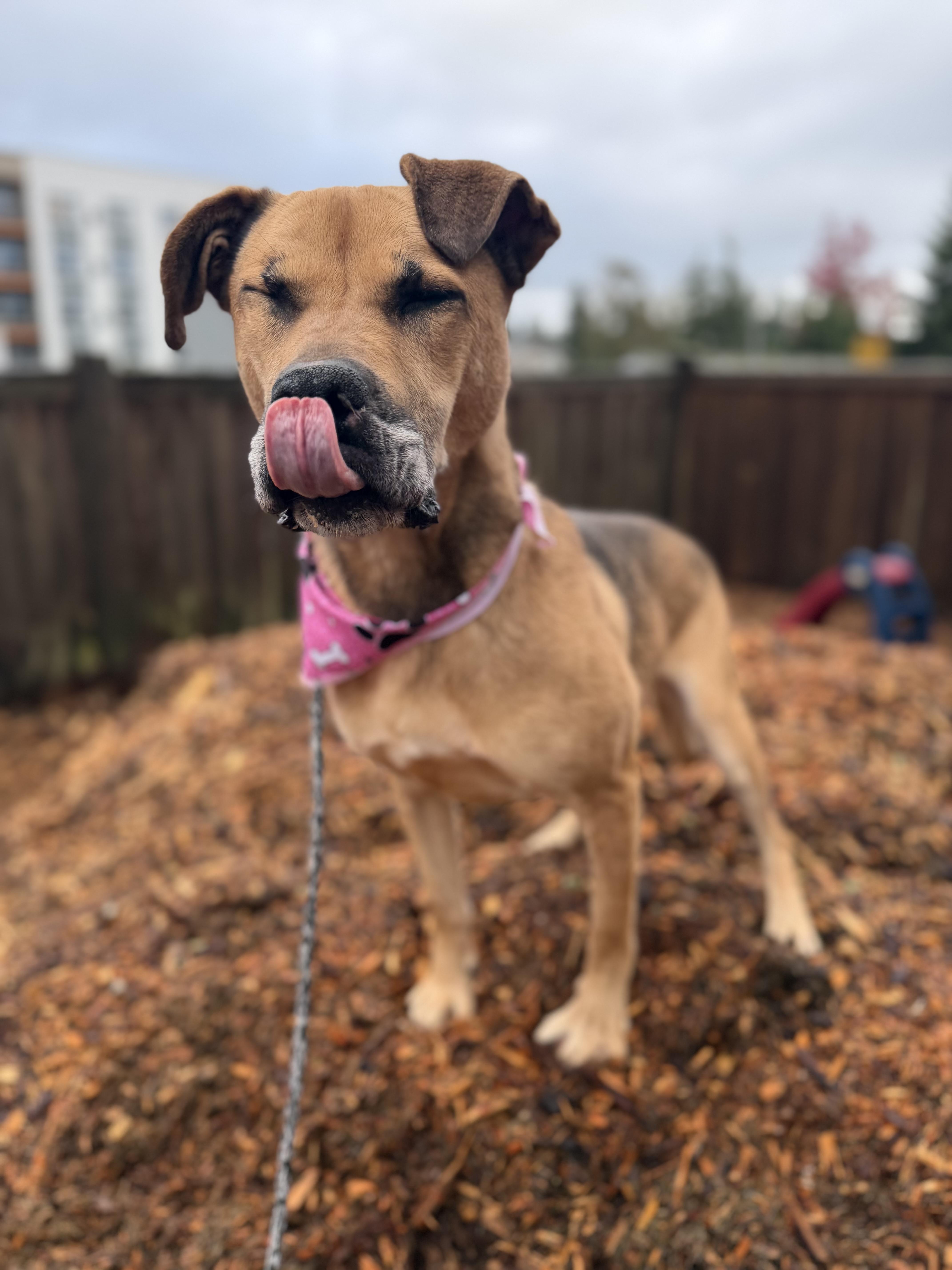 Enlarge Essie, a ADOPTABLE mixed breed in lynnwood , WA image 6/6
