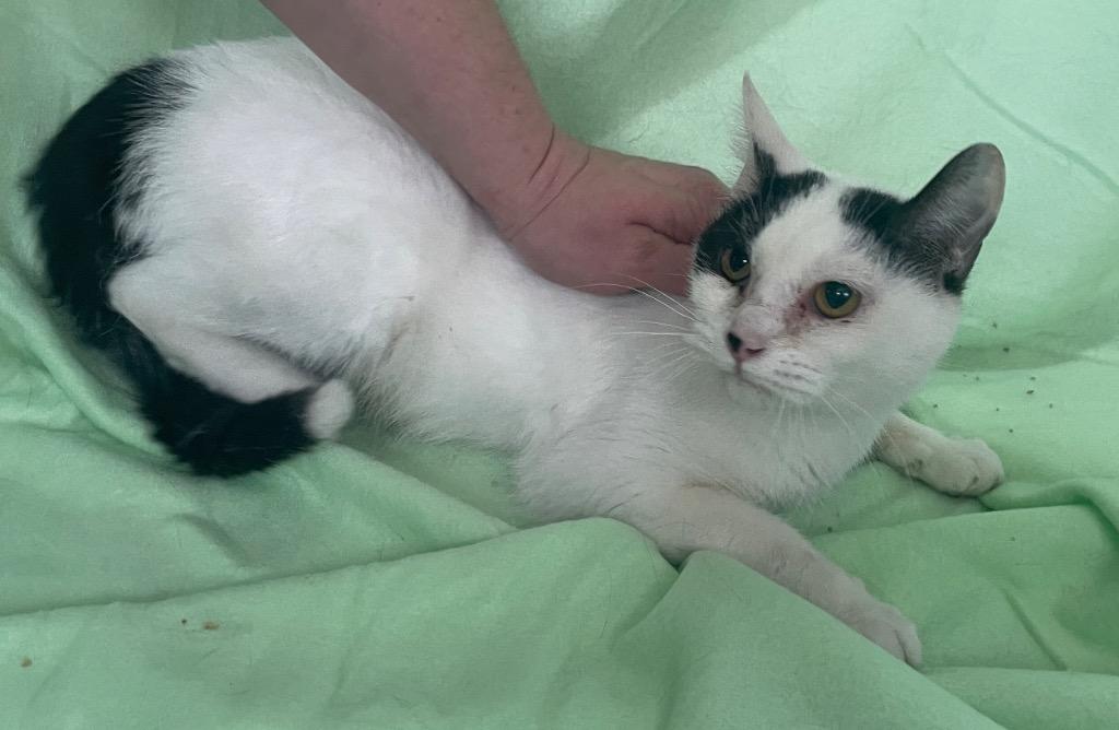 Libby, Adoptable, Young Female Domestic Short Hair.