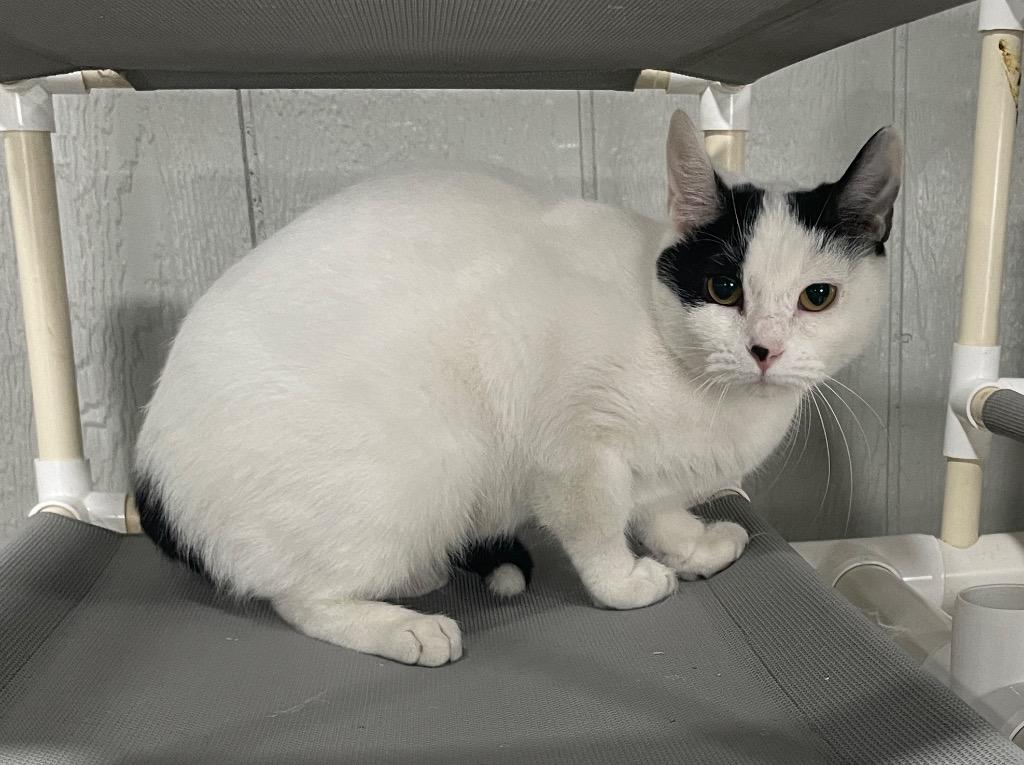 Libby, a Adoptable mixed breed in Murphysboro, IL image 2/2