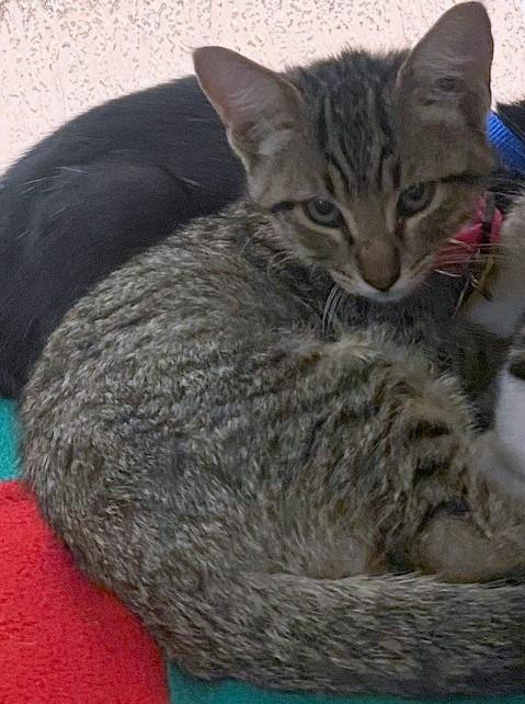 Waffles A213574