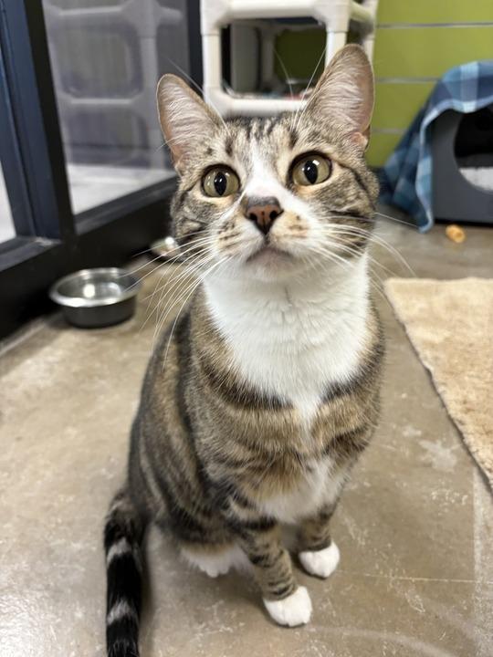 Enlarge Phoebe, a Adoptable mixed breed in Minot, ND image 1/5