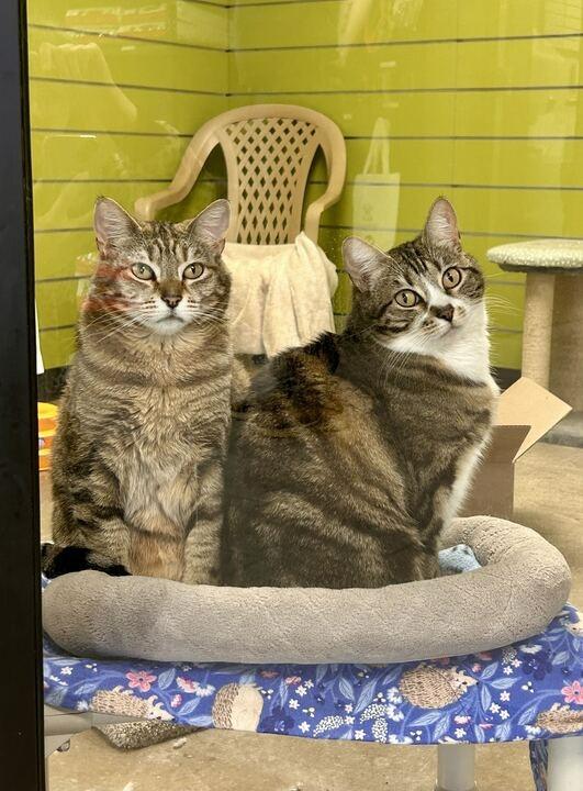 Enlarge Phoebe, a Adoptable mixed breed in Minot, ND image 2/5