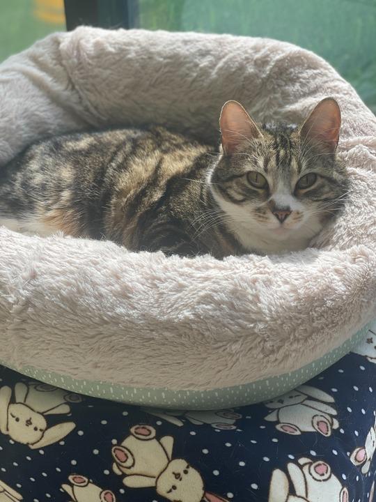 Phoebe, Adoptable, Adult Female Domestic Short Hair.