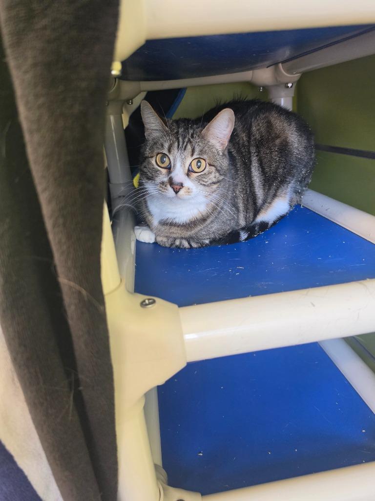 Enlarge Phoebe, a Adoptable mixed breed in Minot, ND image 1/1
