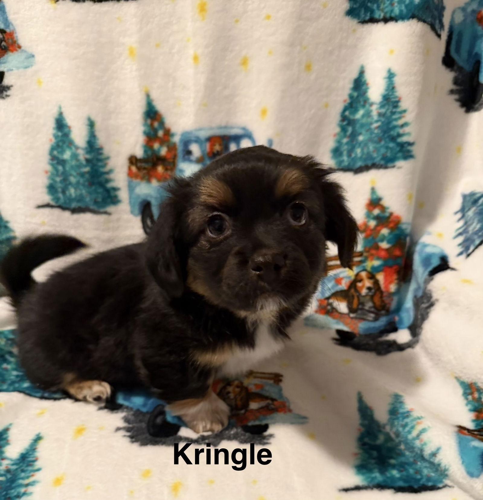 Kringle, Adoptable, Young Male Spaniel.