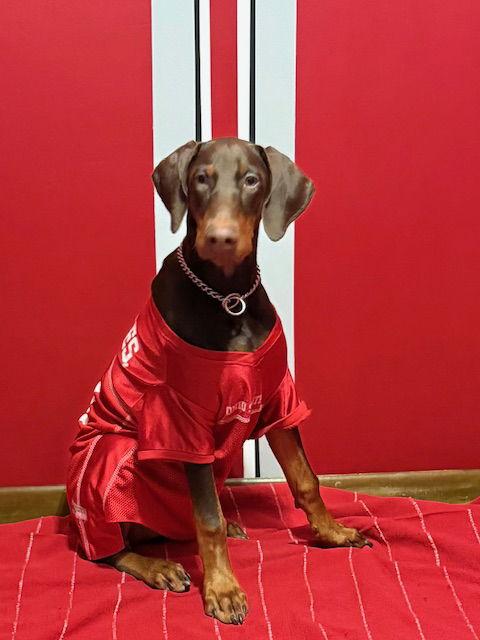 Enlarge Monte, a Adopted Doberman Pinscher in Aurora, OH image 1/1