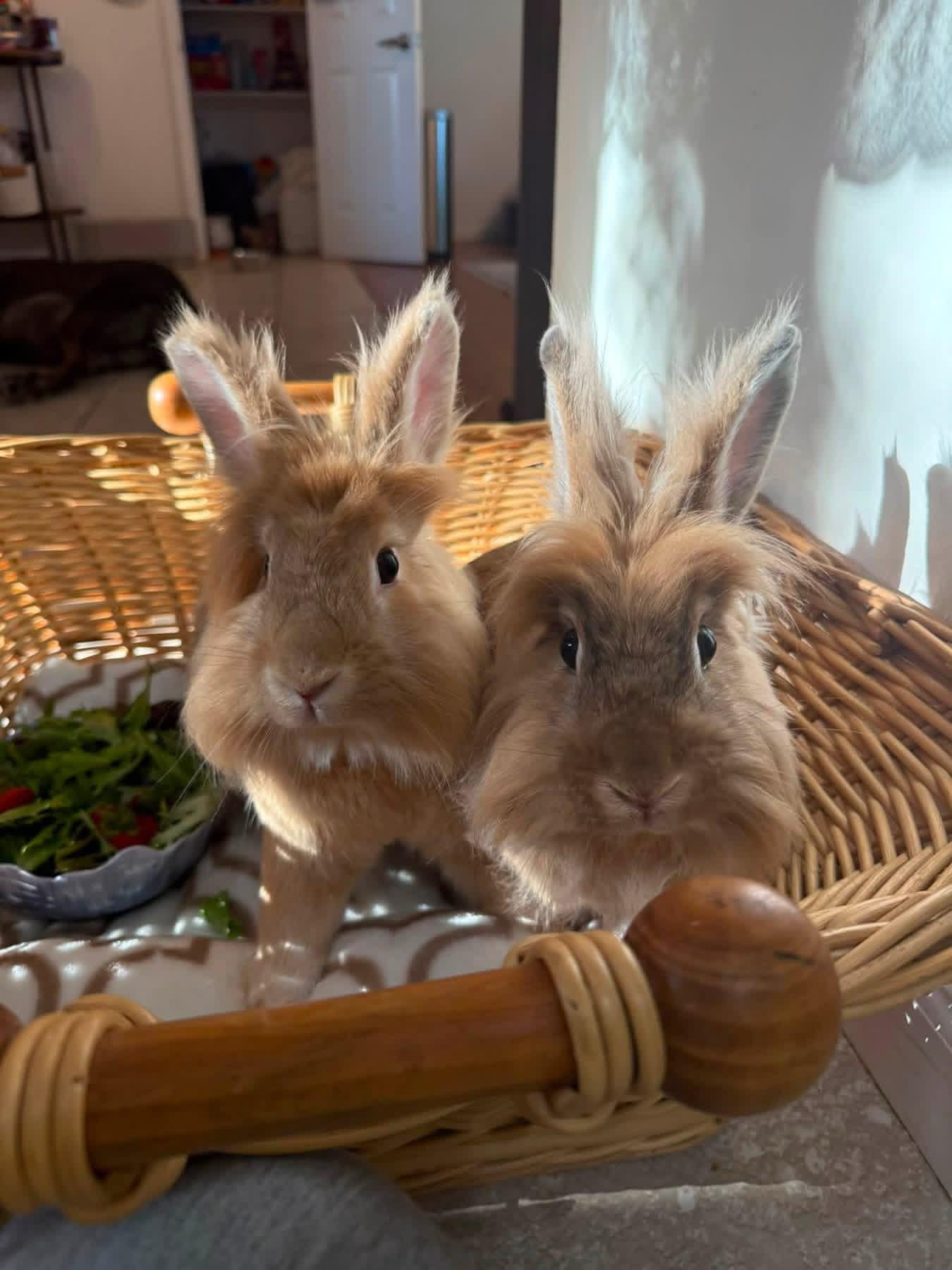 Enlarge Ghost Pepper and Banana Pepper, a ADOPTABLE Lionhead in St. Charles, MO image 1/1