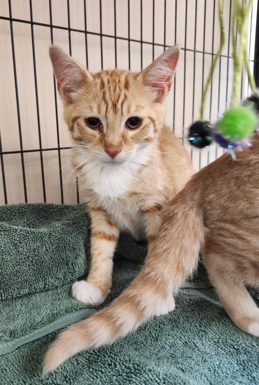 Fanta, adopted, Kitten Male Domestic Short Hair.