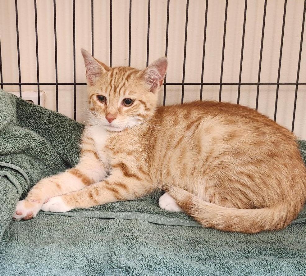 Enlarge Fanta, an adopted Domestic Short Hair in Sayreville, NJ image 2/2