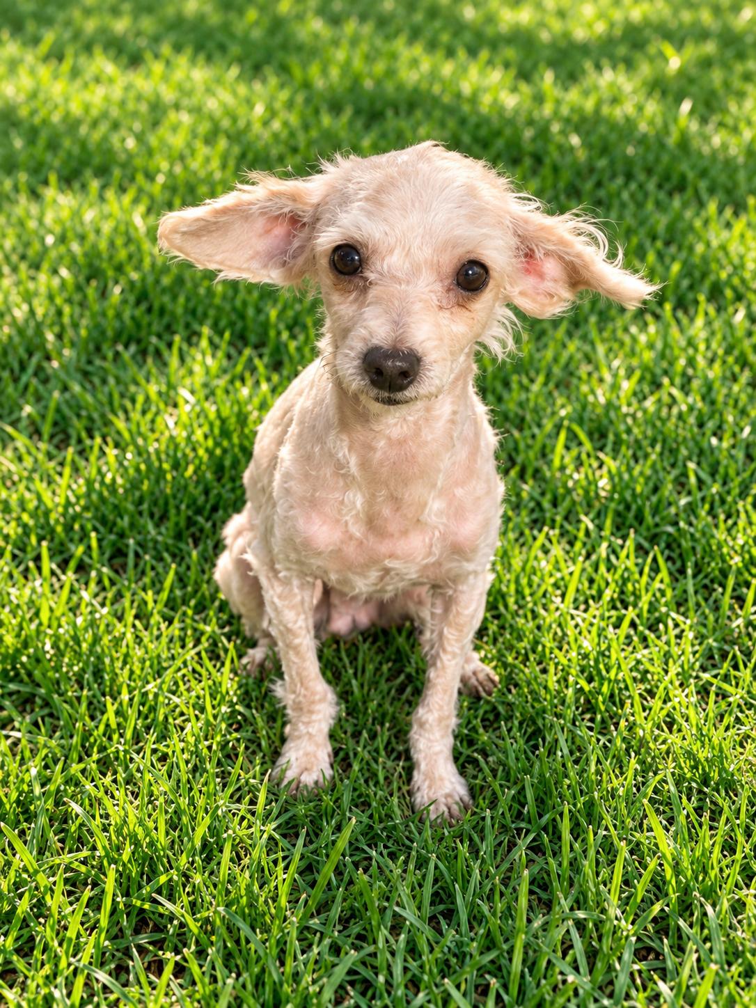 Pearl, Adoptable, Adult Female Maltese.