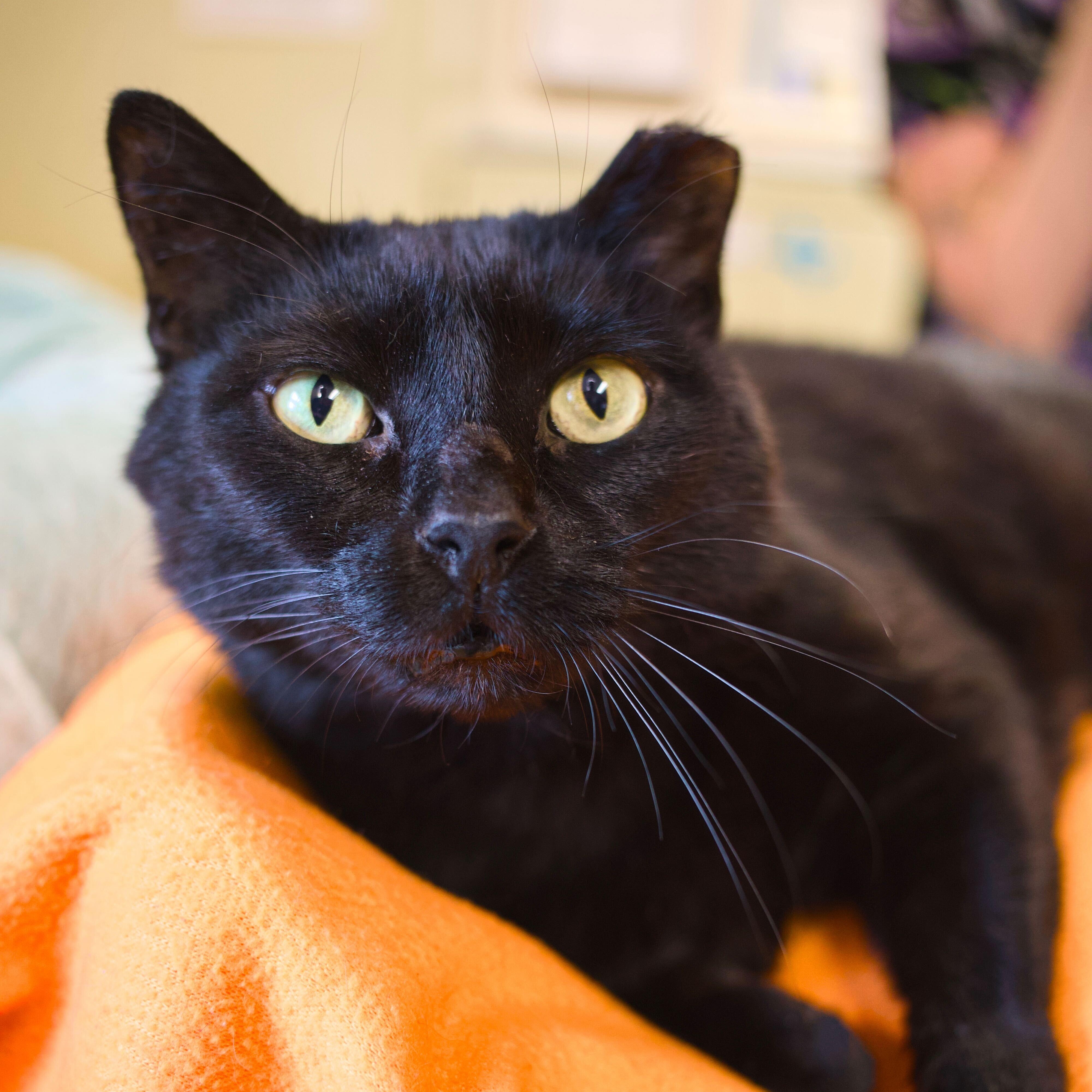 Thomas, a Adoptable Domestic Short Hair in Round Rock, TX image 1/5