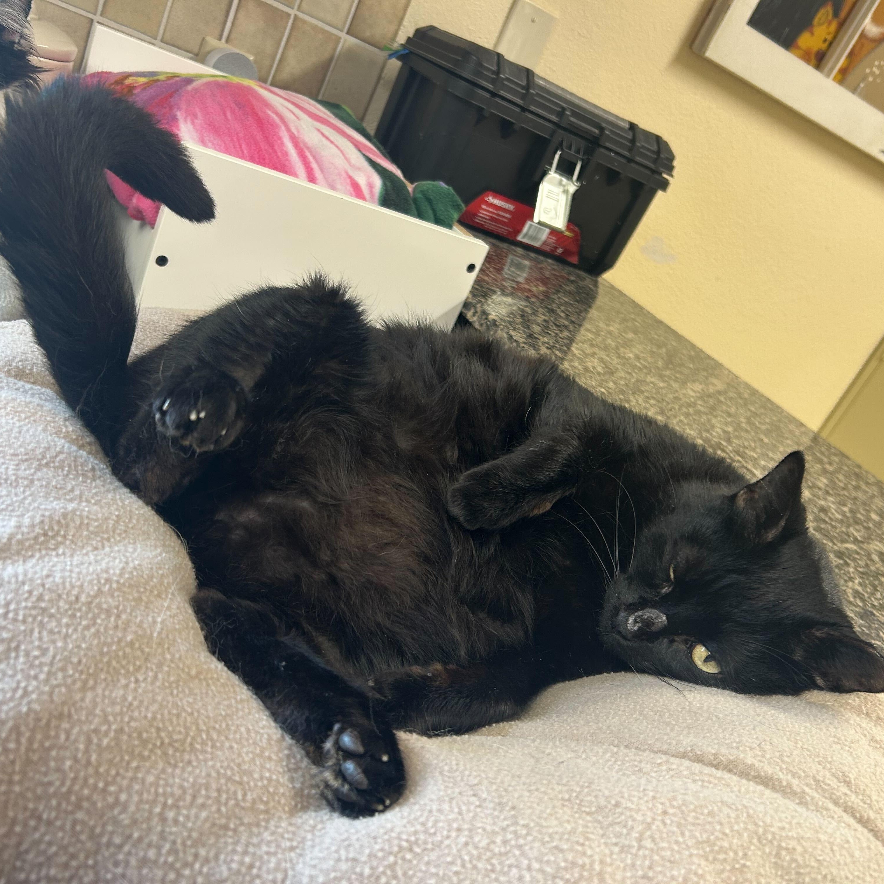 Thomas, a Adoptable Domestic Short Hair in Round Rock, TX image 4/5