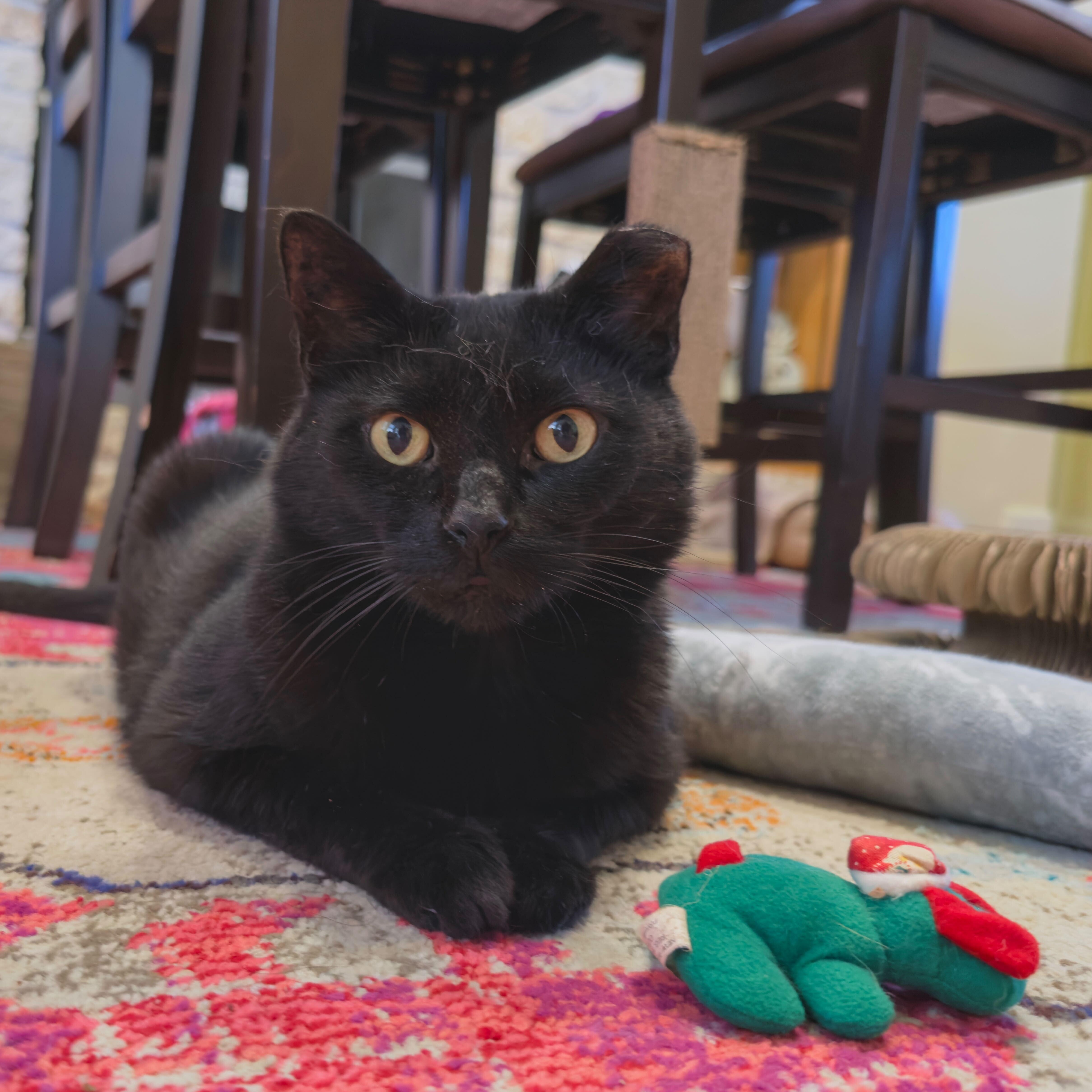 Thomas, a Adoptable Domestic Short Hair in Round Rock, TX image 5/5